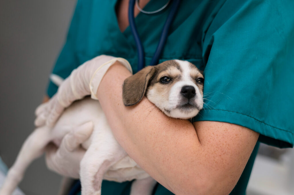 atendimento veterinário na clínica vet33 em niterói