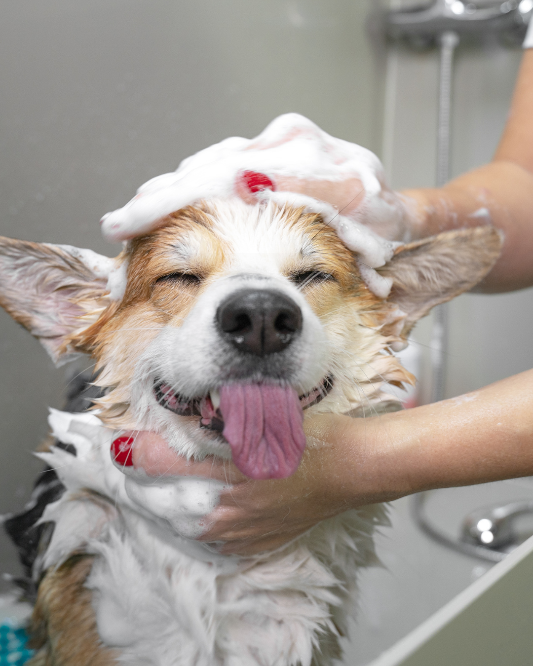 cachorro fazendo banho e tosa em uma clínica veterinária