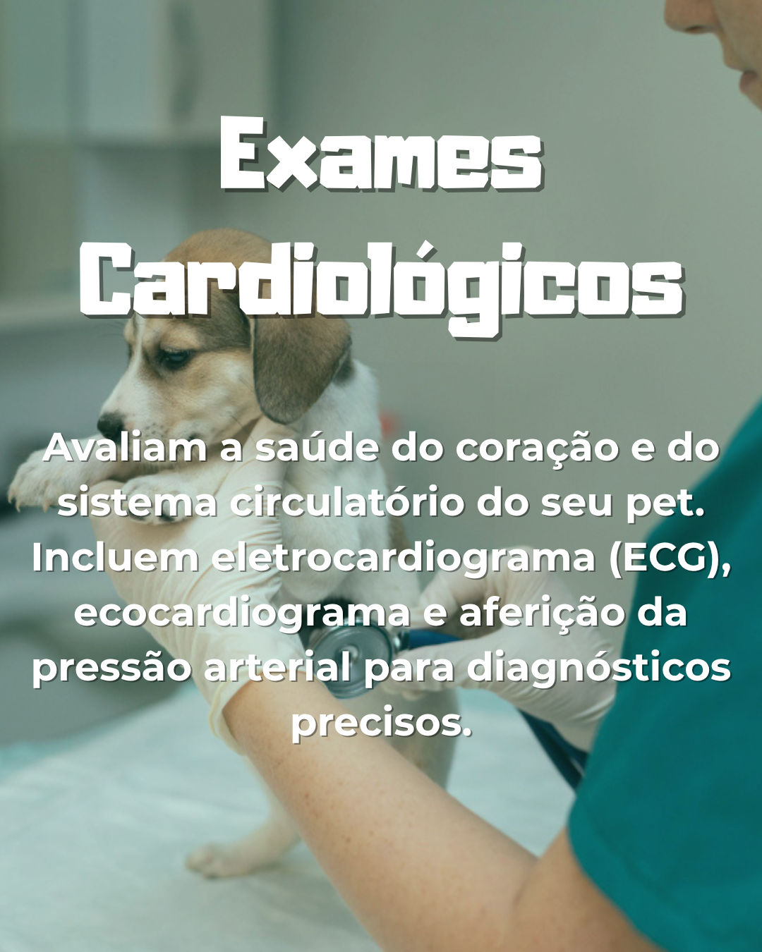 exames cardiológicos veterinários