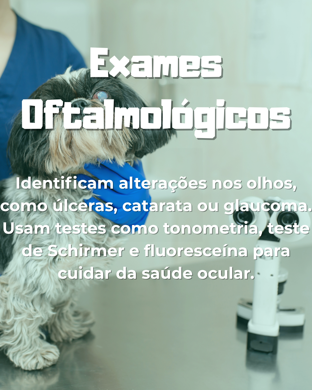 exames oftalmológicos veterinários