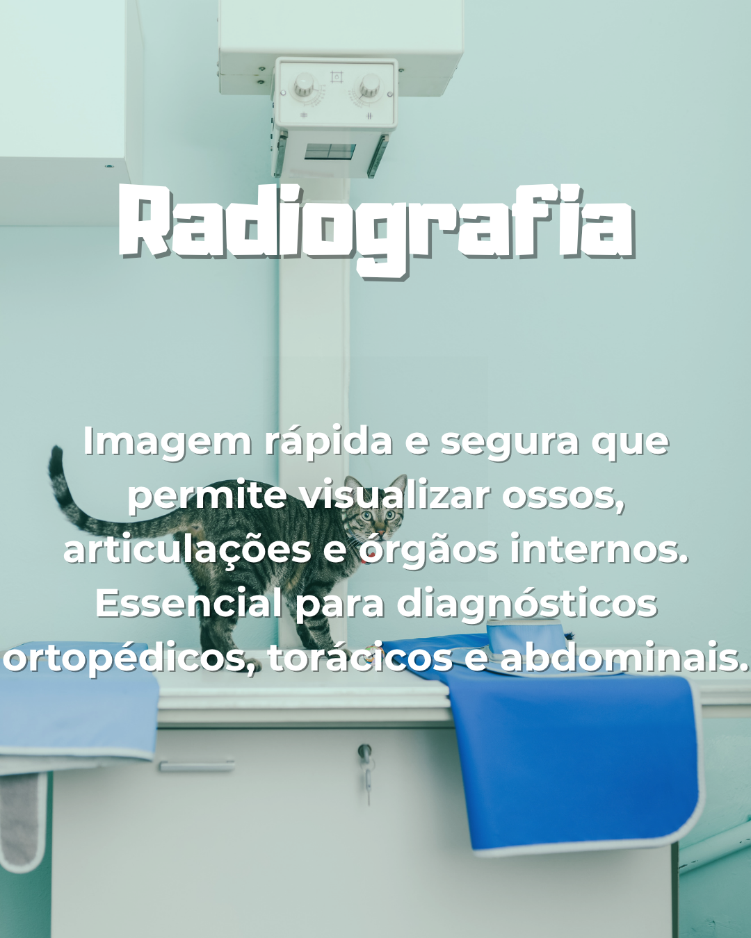 radiografia veterinária