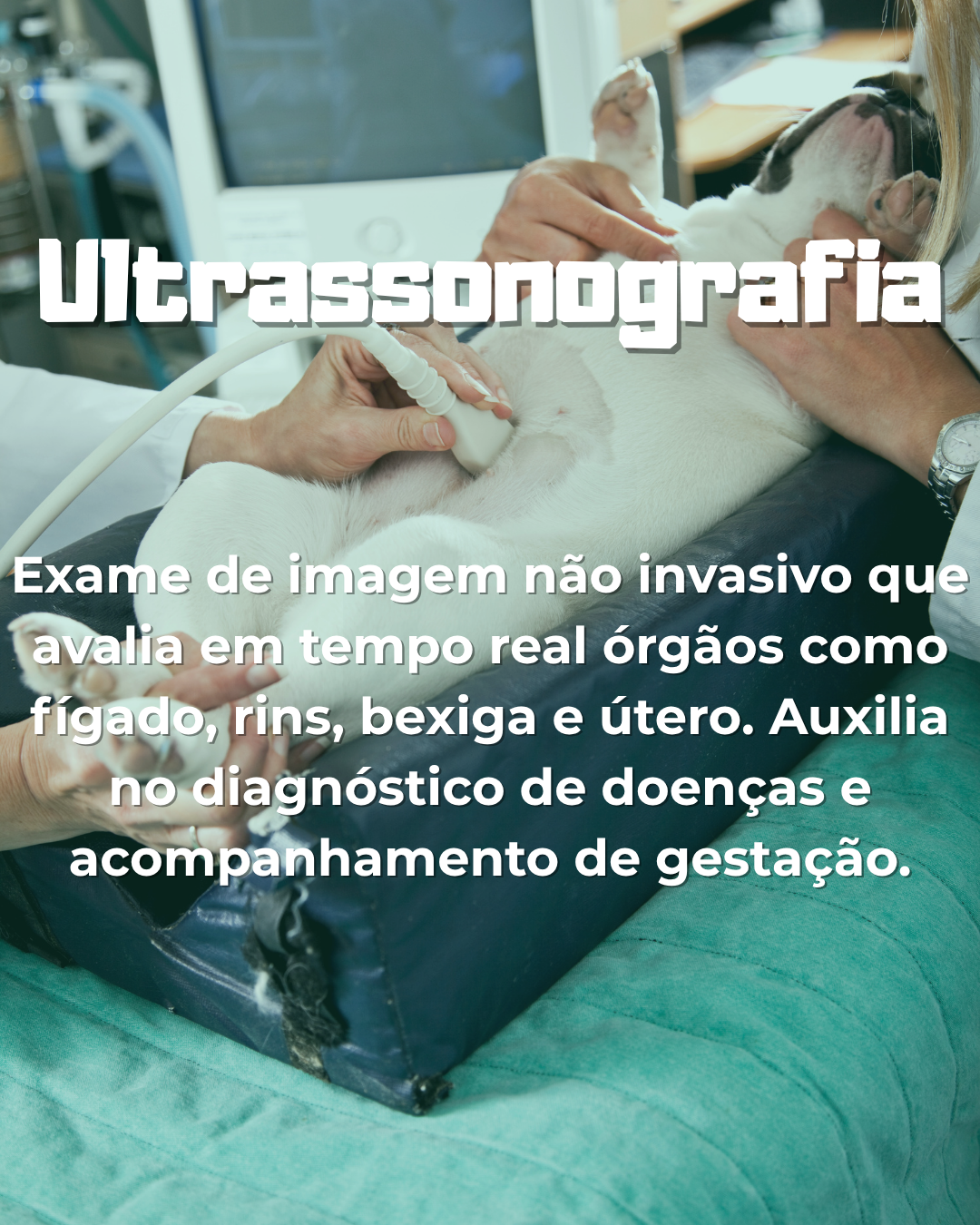 ultrassonografia veterinária